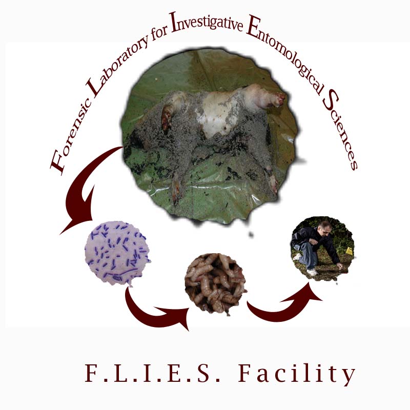FLIES Lab logo